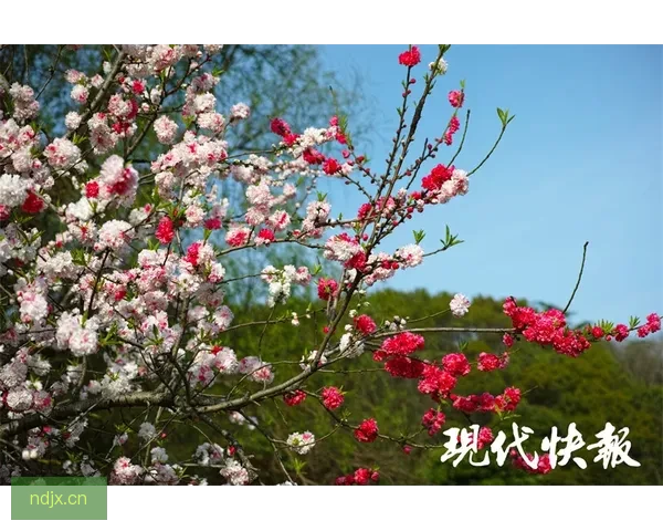 “色花堂”：穿越数字花丛，遇见未知的惊喜